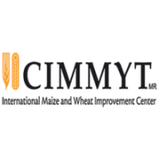 CIMMYT